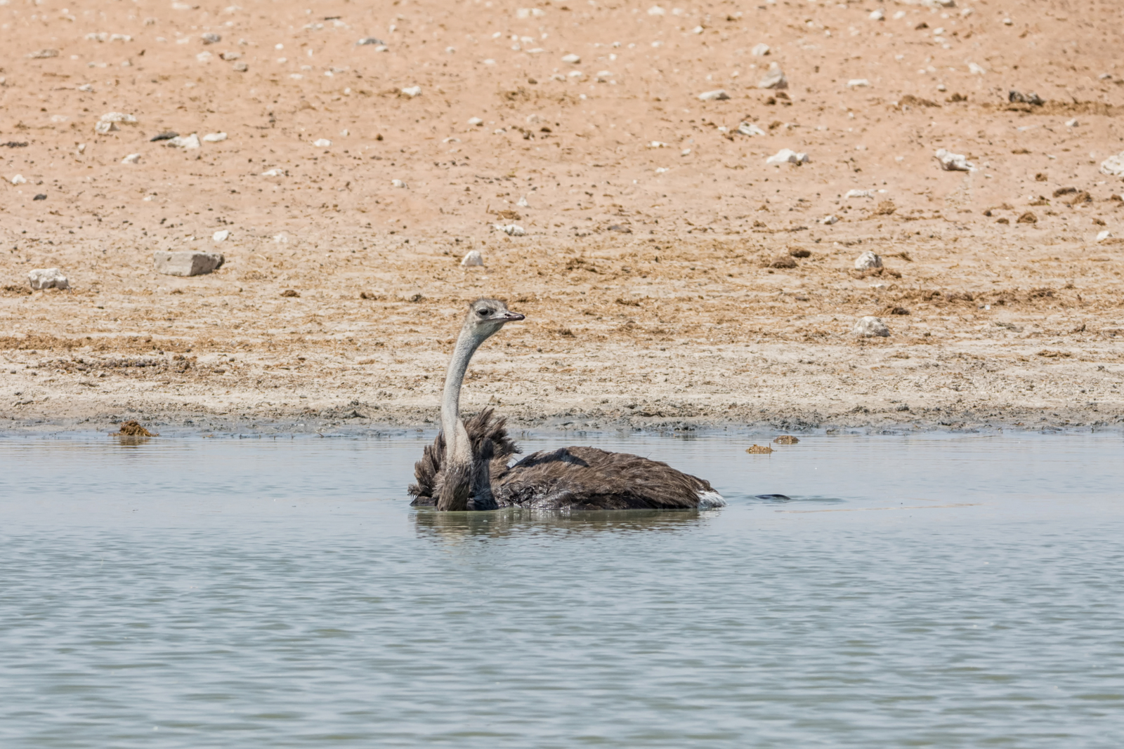 Can Ostriches Swim?