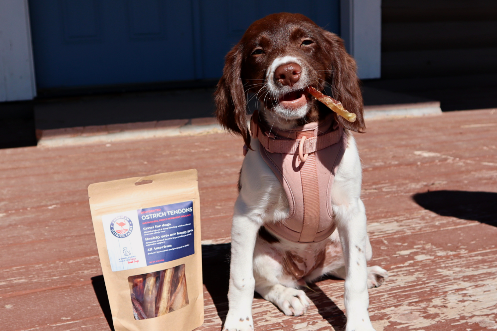 Our Triumph in the World of Pet Care Innovation!
