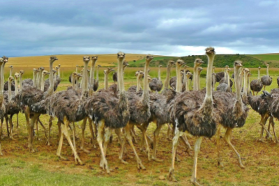 Everything You Always Wanted to Know About Ostrich Meat But Were Afraid to Ask