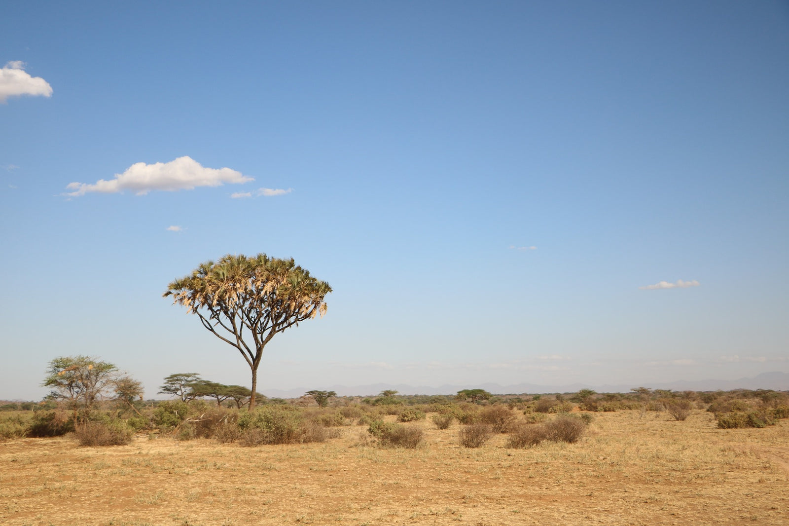ostriches are native to the savanna where grasslands are studded with trees