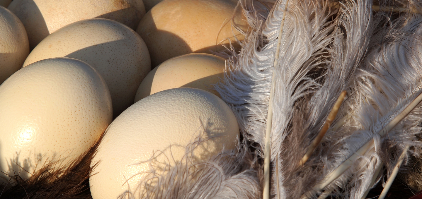 light tan hat with American Ostrich Farms logo