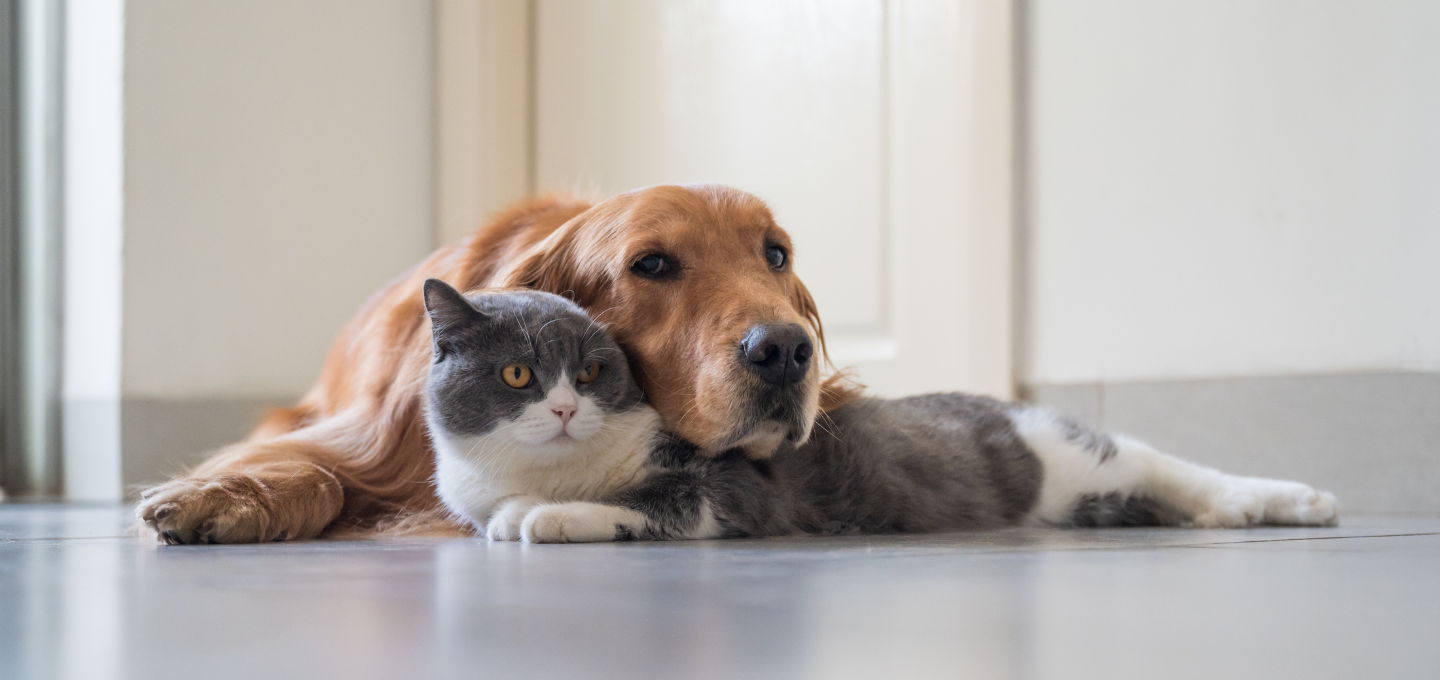 american ostrich farms dog and cat  