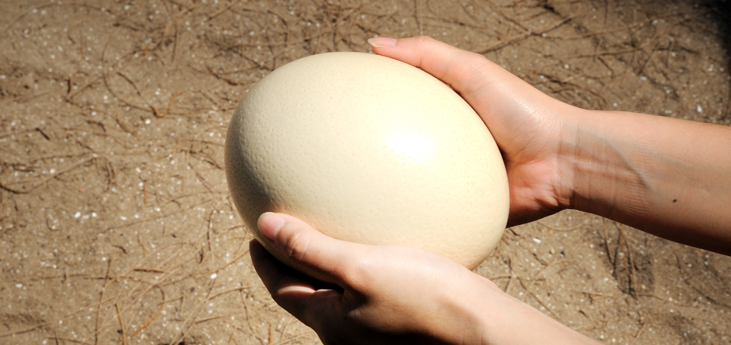 large ostrich eggshell on a stand