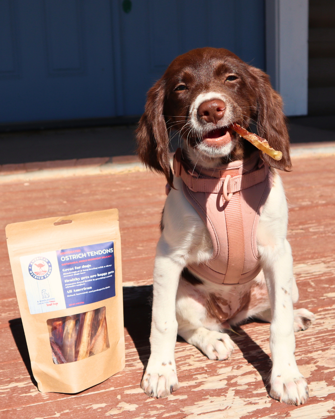 american ostrich farms pet treats, dog with ostrich treat in mouth