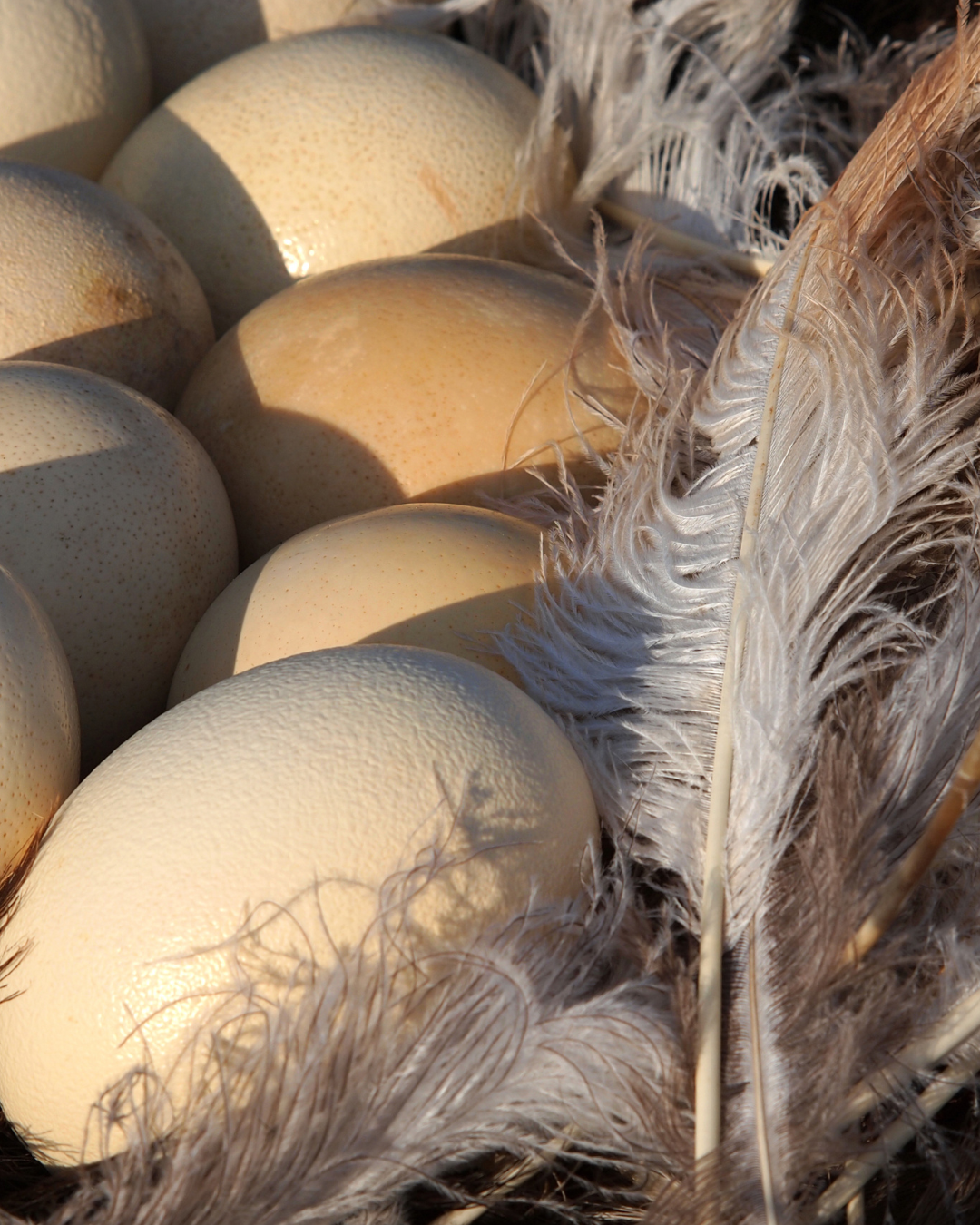 american ostrich farms shells and feathers