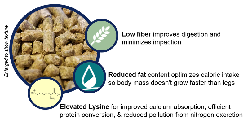 Nutritional benefits of Starter ostrich feed