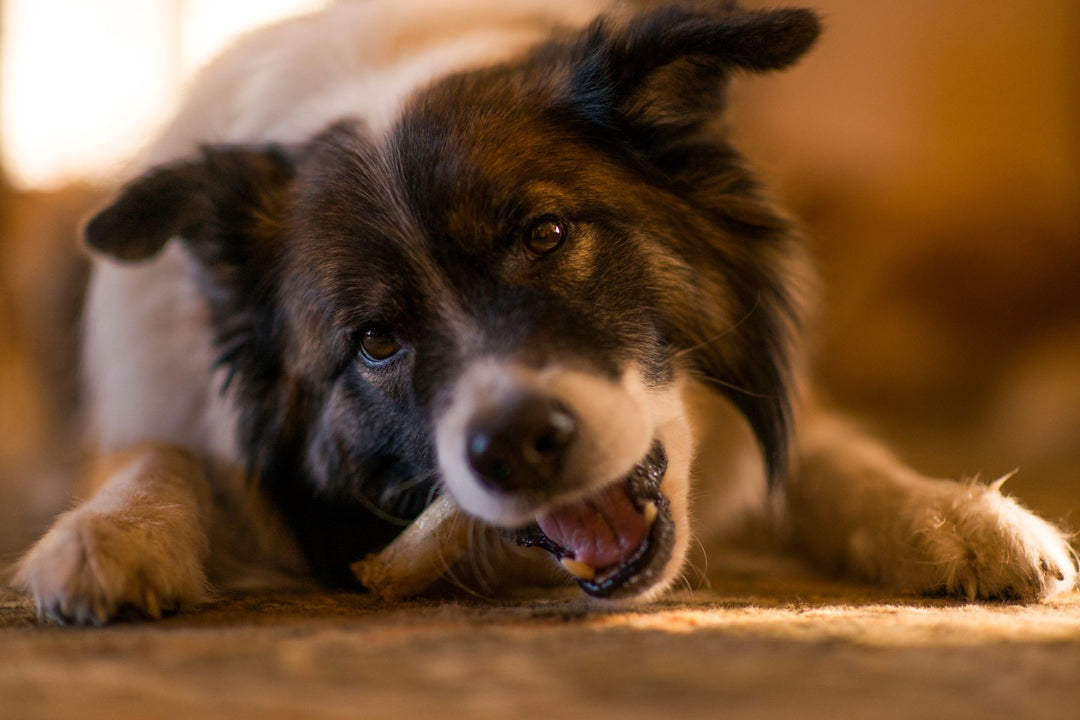 BENEFITS OF TENDON CHEWS FOR DOGS