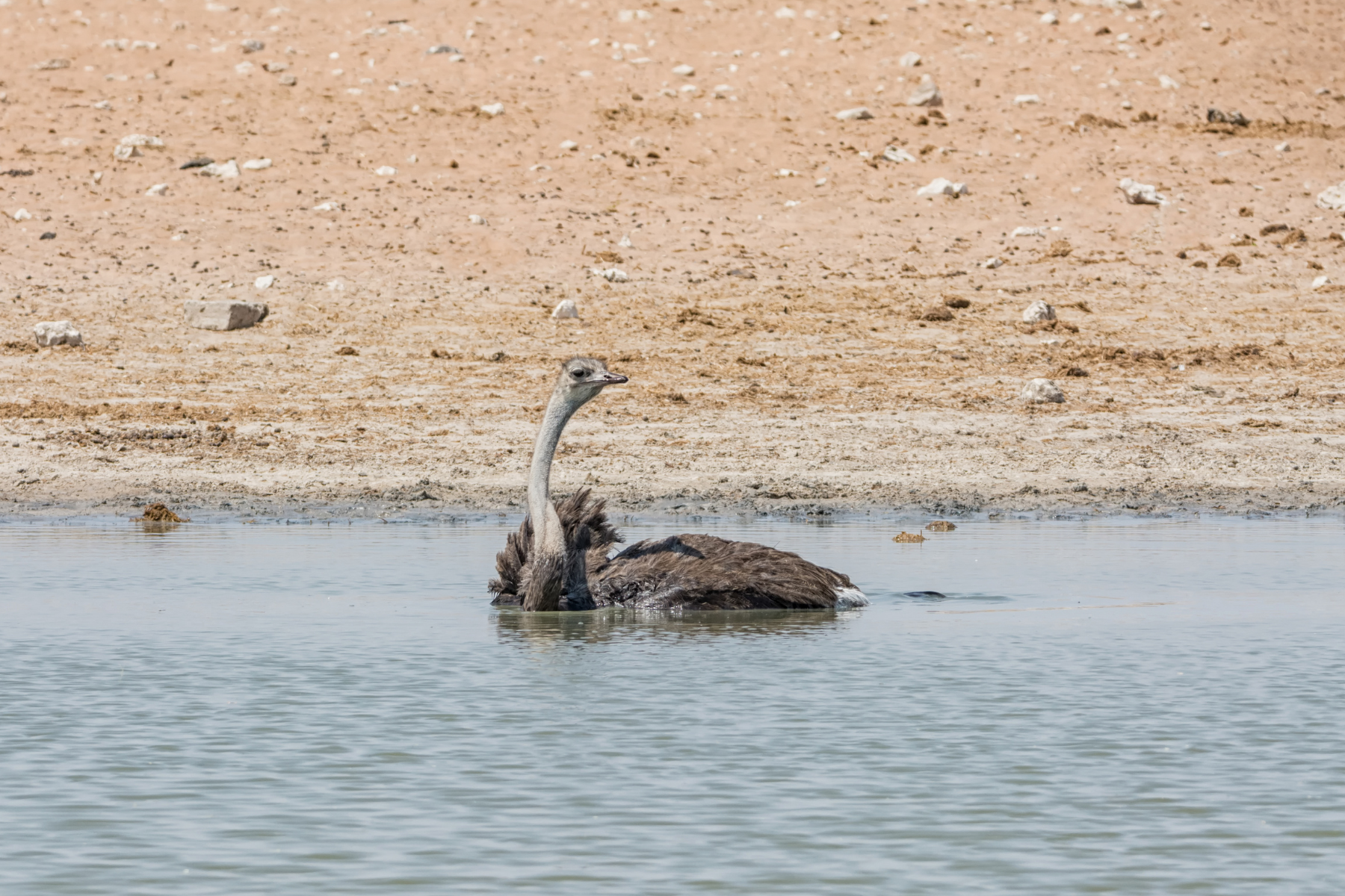 CAN OSTRICHES SWIM?