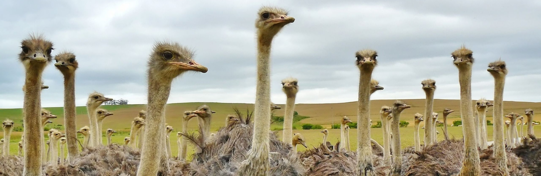EVERYTHING YOU ALWAYS WANTED TO KNOW ABOUT OSTRICH MEAT BUT WERE AFRAID TO ASK