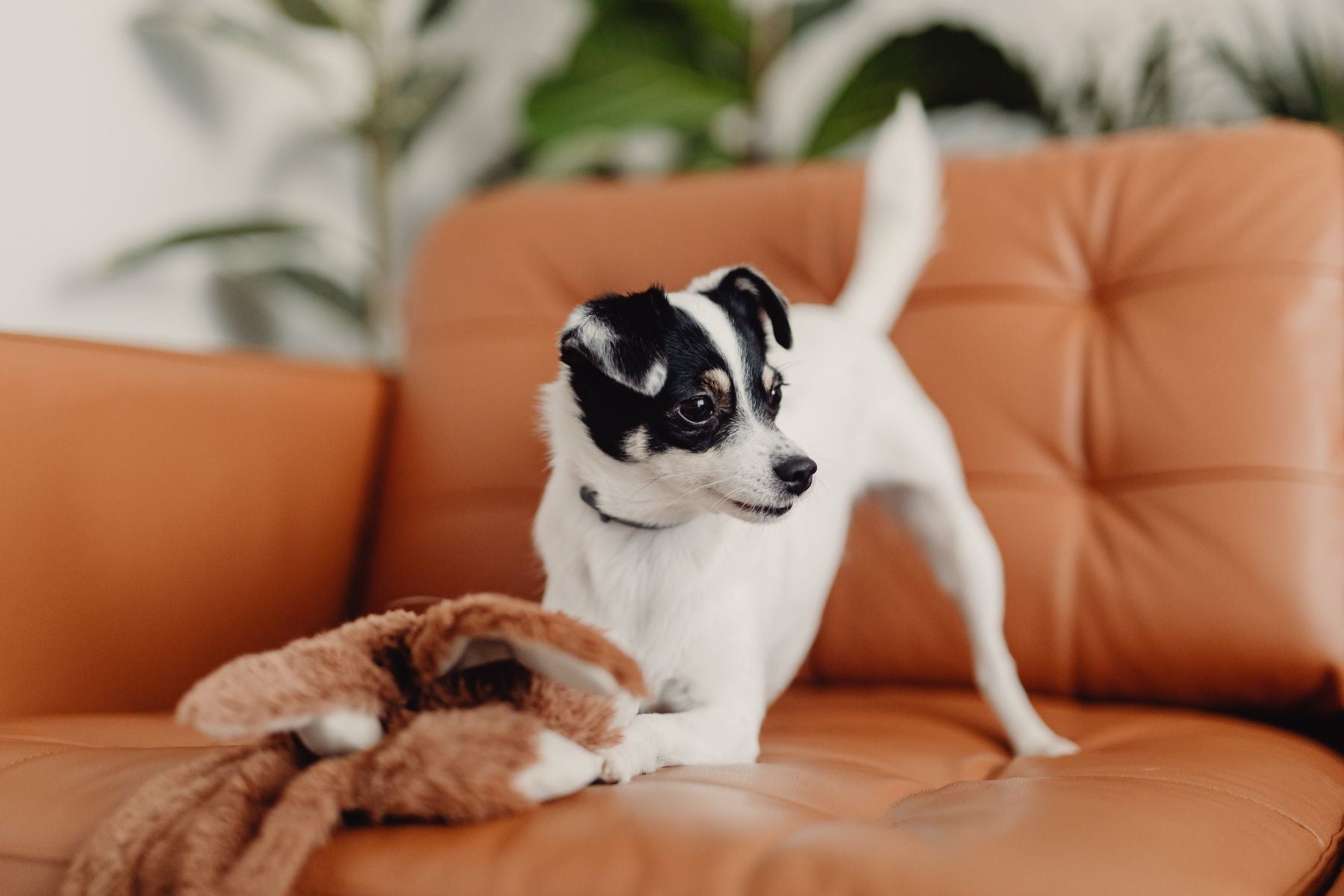dog on couch with a plush toy