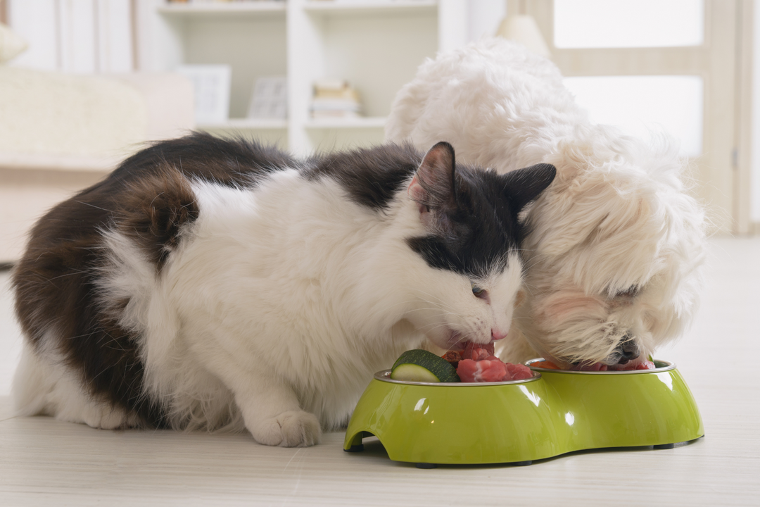 dog and cat eating 