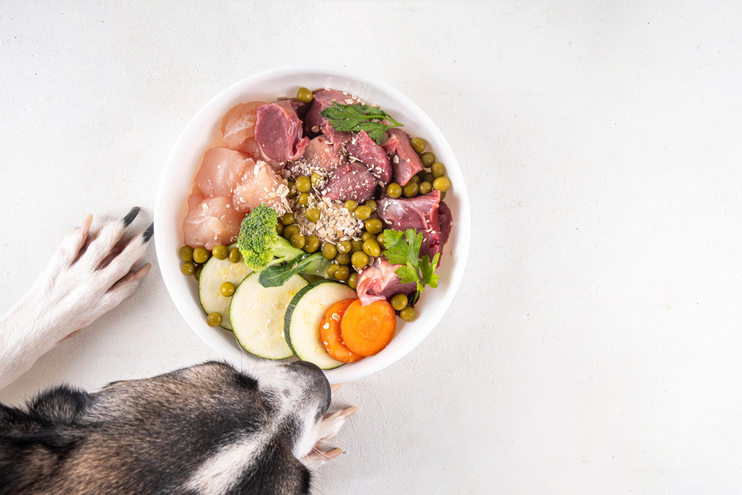 WHY LEAN PROTEIN MATTERS FOR DOGS, TOO