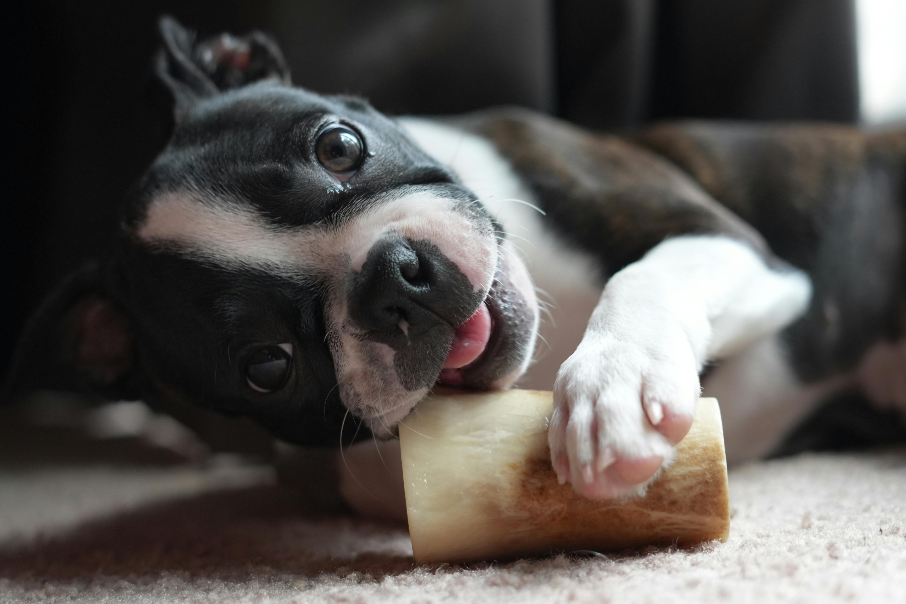 dog chewing on a bone
