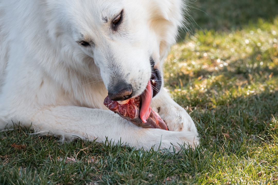 dog eating raw meat 