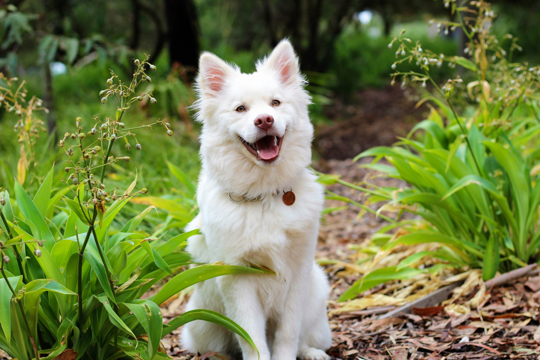 american ostrich farms dog 