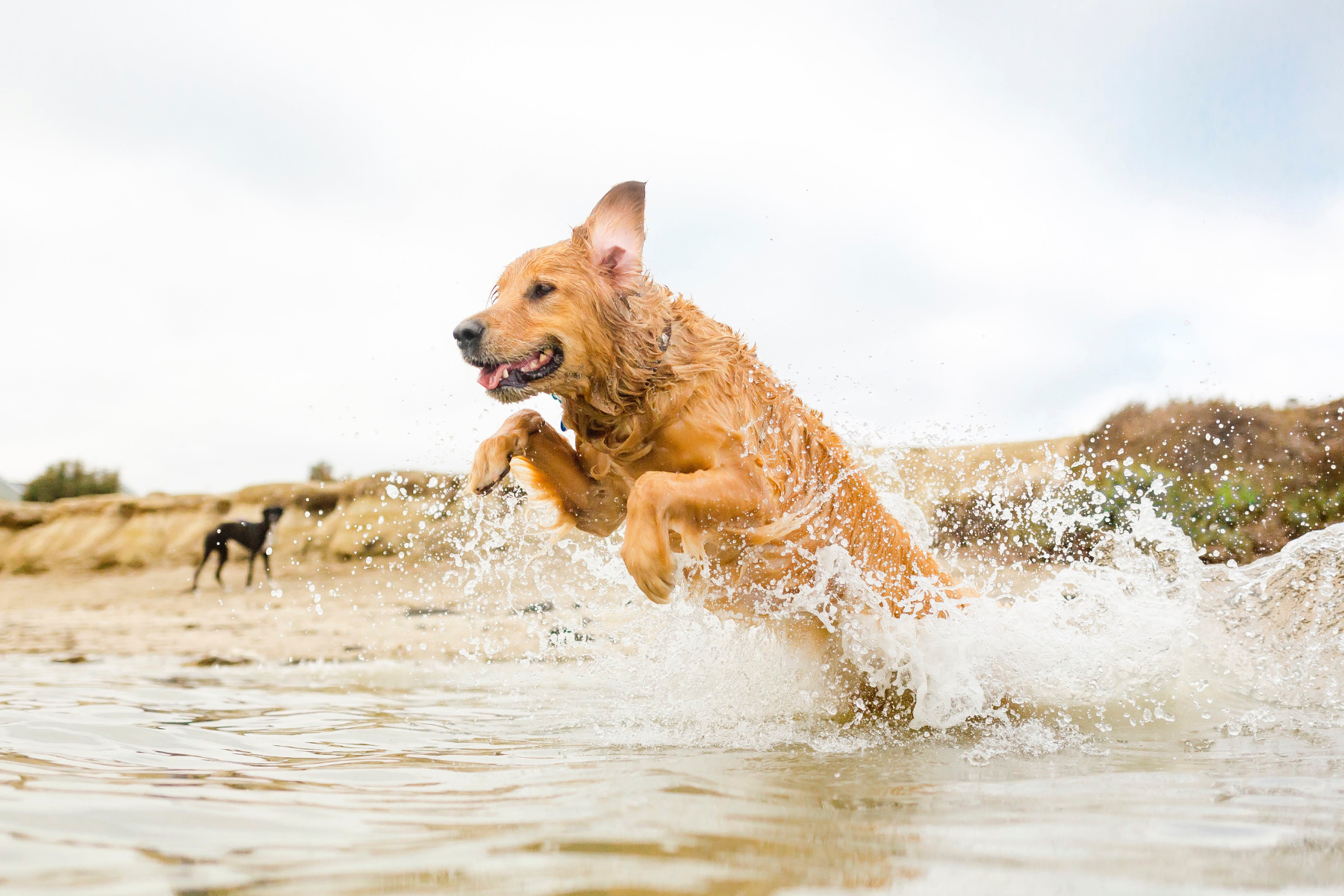 dog in water 