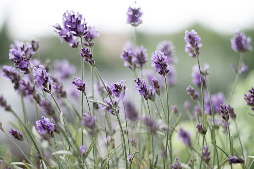 american ostrich farms skin care lavender field 