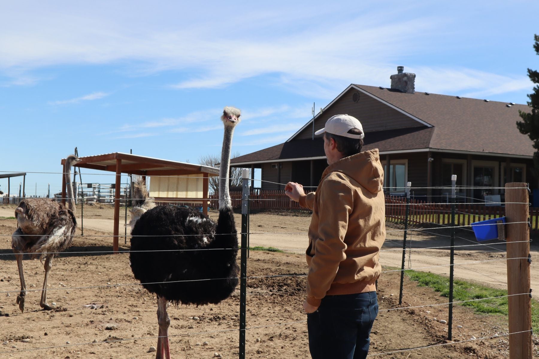 CEO of AOF, Alex McCoy, with an ostrich