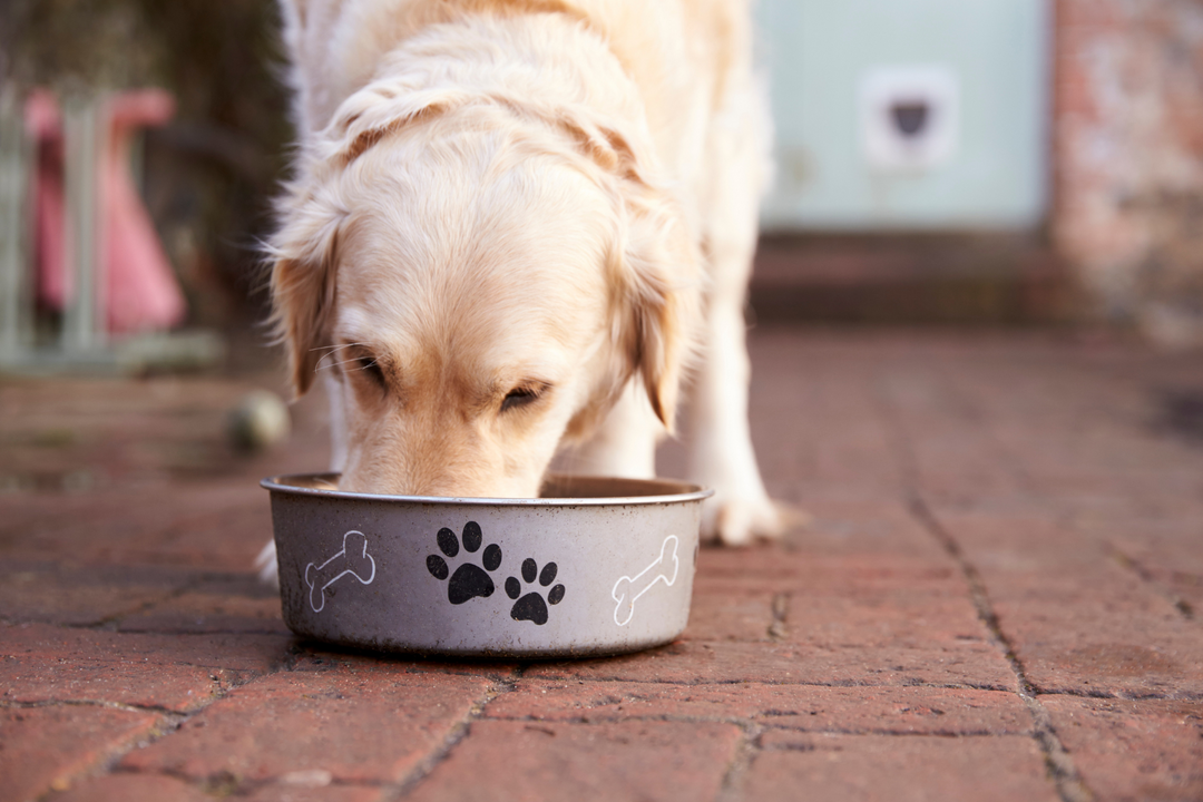 dog eating 