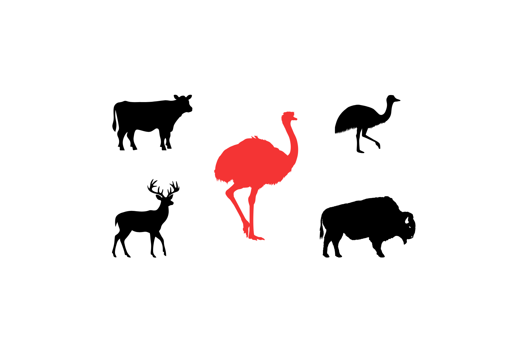 ostrich graphic with other animals