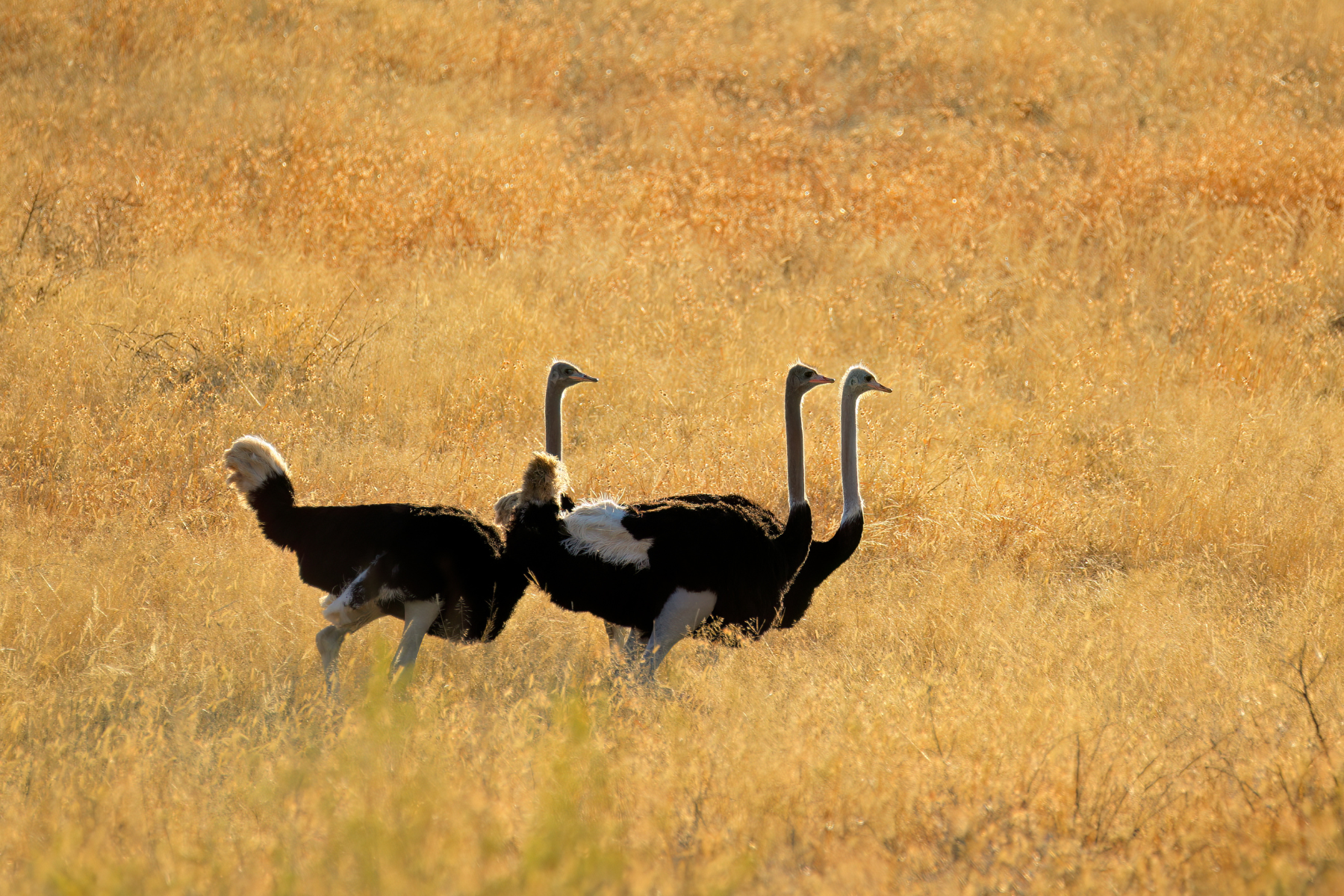 Ostriches Could Be The Answer For Water Conservation During Droughts