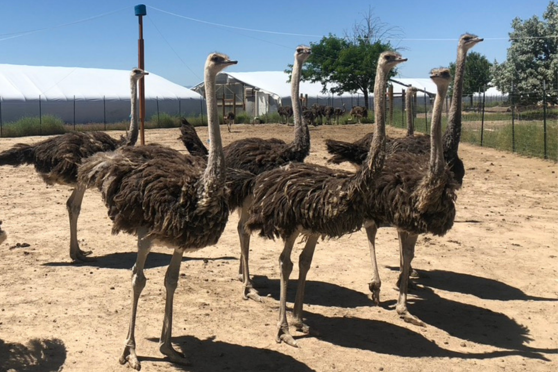 What Do Ostriches Eat? | Ostrich Diet & Nutrition - American Ostrich Farms