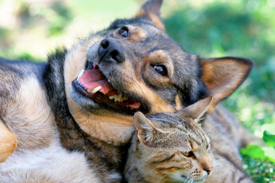 WHY YOU SHOULD BE FEEDING YOUR PETS EGGS