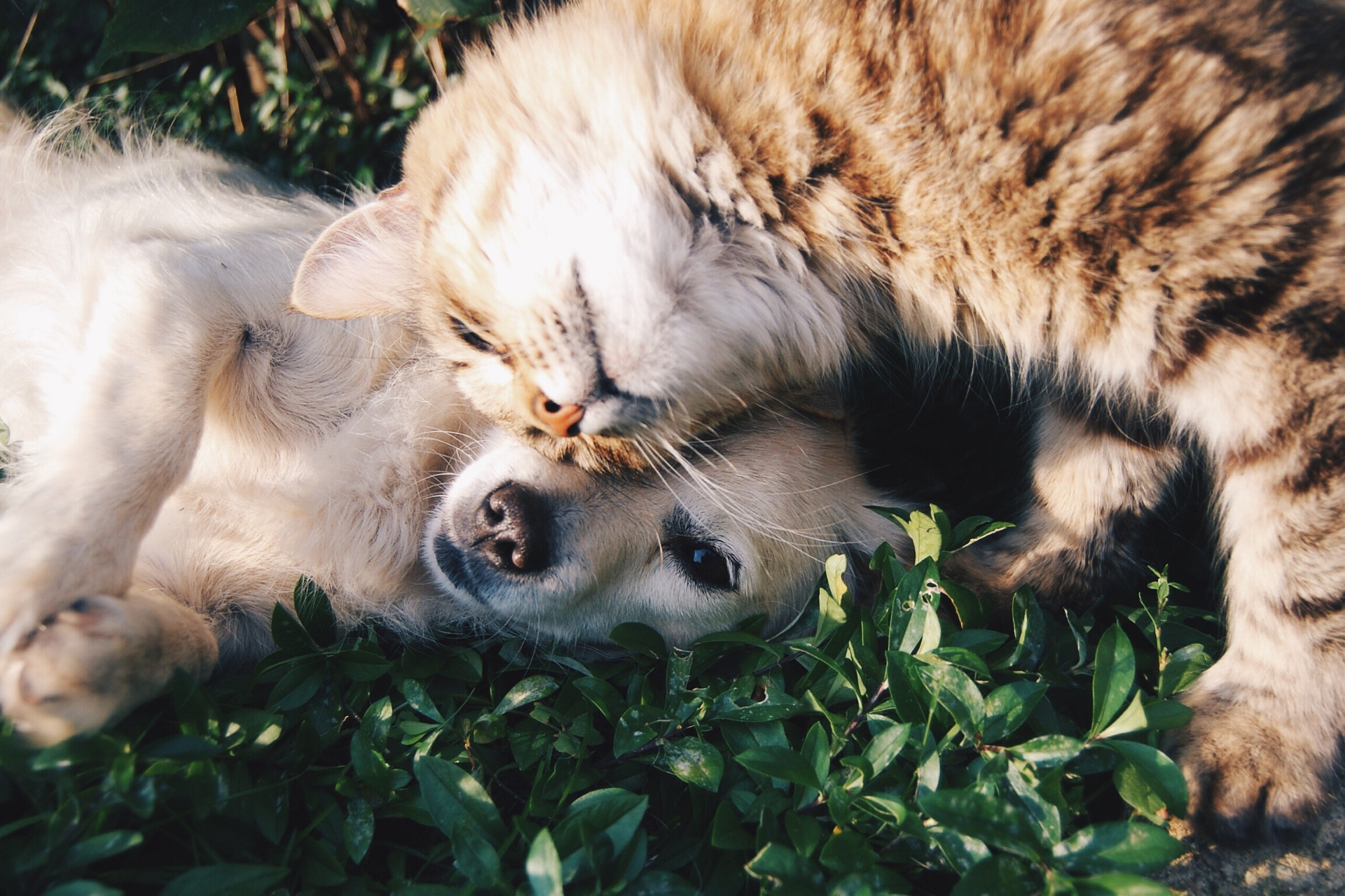 A tabby cat snuggles its head against a fawn-colored puppy on some grass. 