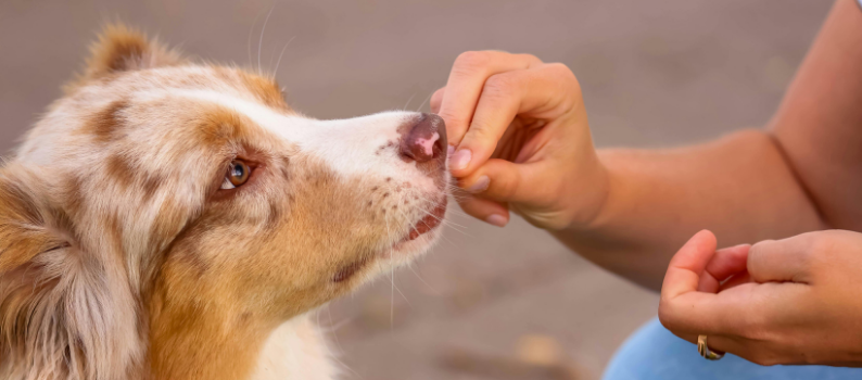 WHY PROTEIN QUALITY MATTERS MORE FOR YOUR DOG THAN PROTEIN QUANTITY