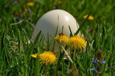 ALL ABOUT OSTRICH EGGS (AND WHAT CAN YOU DO WITH THEM)
