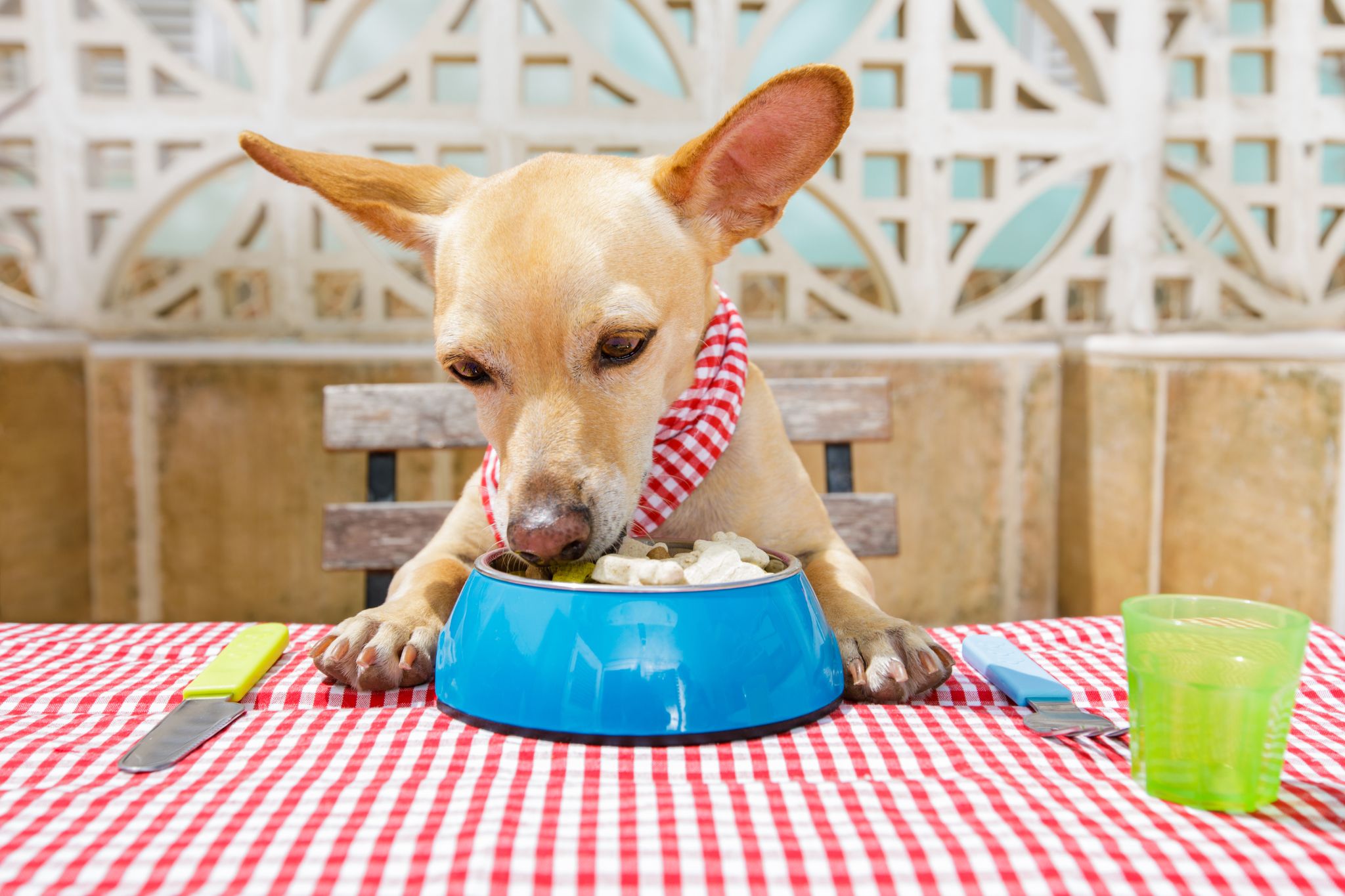 dog eating food at the table