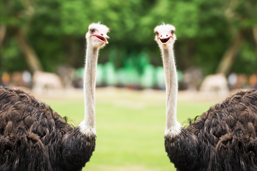 BIRD'S THE WORD-ANSWERING THE MOST FREQUENTLY ASKED OSTRICH QUESTIONS