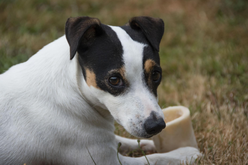 raw marrow bones for dogs
