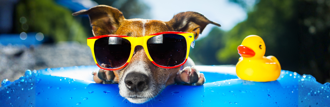 SUMMER SAFETY FOR DOGS: HOW HEAT AFFECTS YOUR PET AND WHAT TO FEED THEM