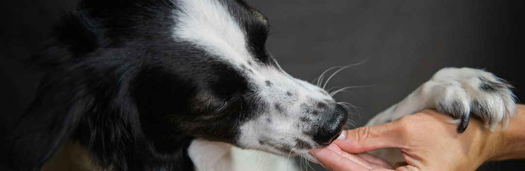 WHY RAW OSTRICH FOR PETS