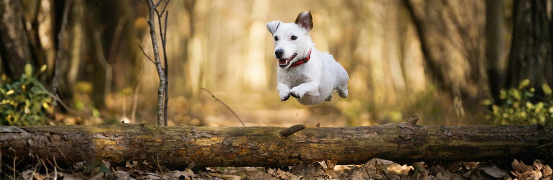 FALL JOINT SUPPORT FOR DOGS: WHY RAW OSTRICH NECK AND MARROW BONES BELONG IN YOUR DOG'S ROUTINE