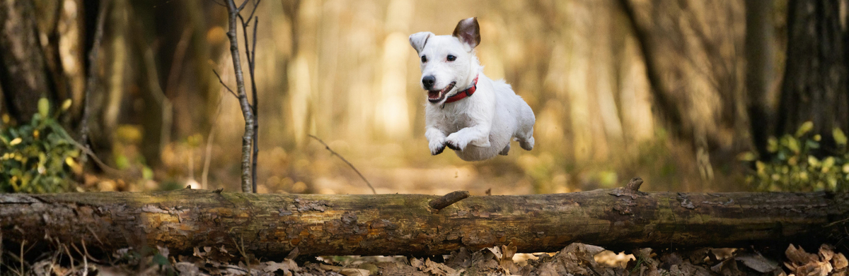 FALL JOINT SUPPORT FOR DOGS: WHY RAW OSTRICH NECK AND MARROW BONES BELONG IN YOUR DOG'S ROUTINE