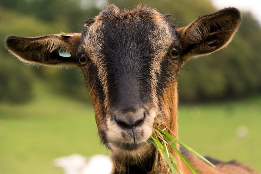Serious About Sustainability:  Why We Use Goats for Weed Control