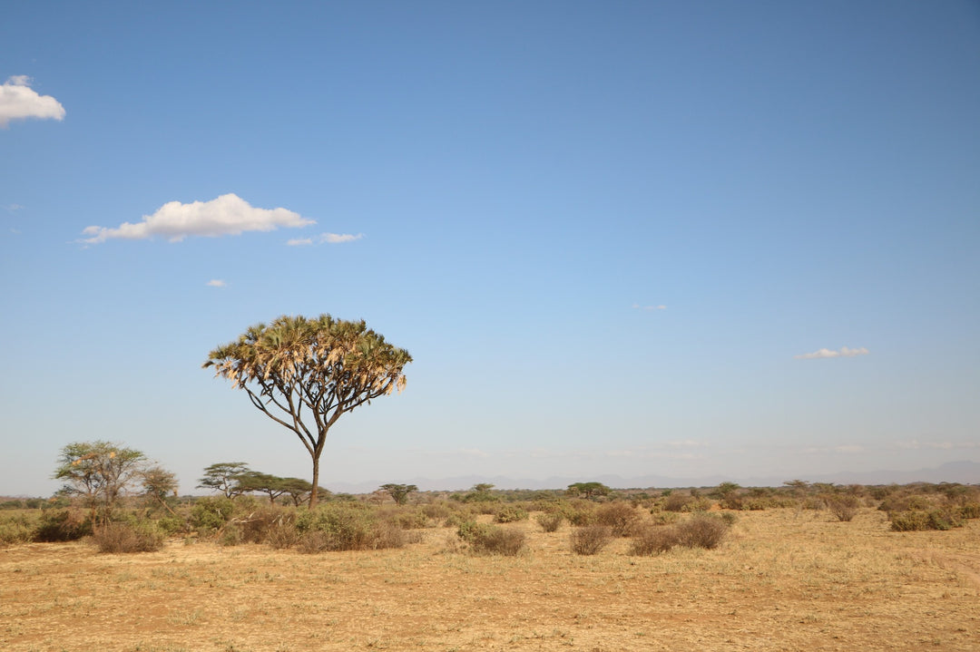 ostriches are native to the savanna where grasslands are studded with trees