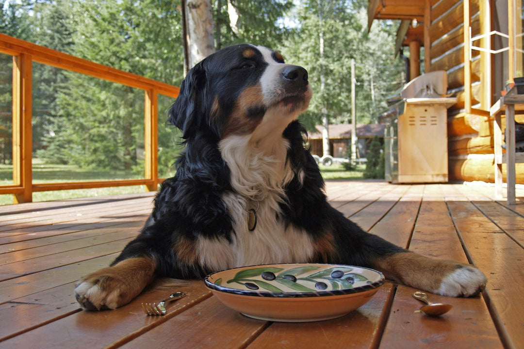 dog sitting expectantly in front of an empty plate and silverware as if awaiting waiter-service