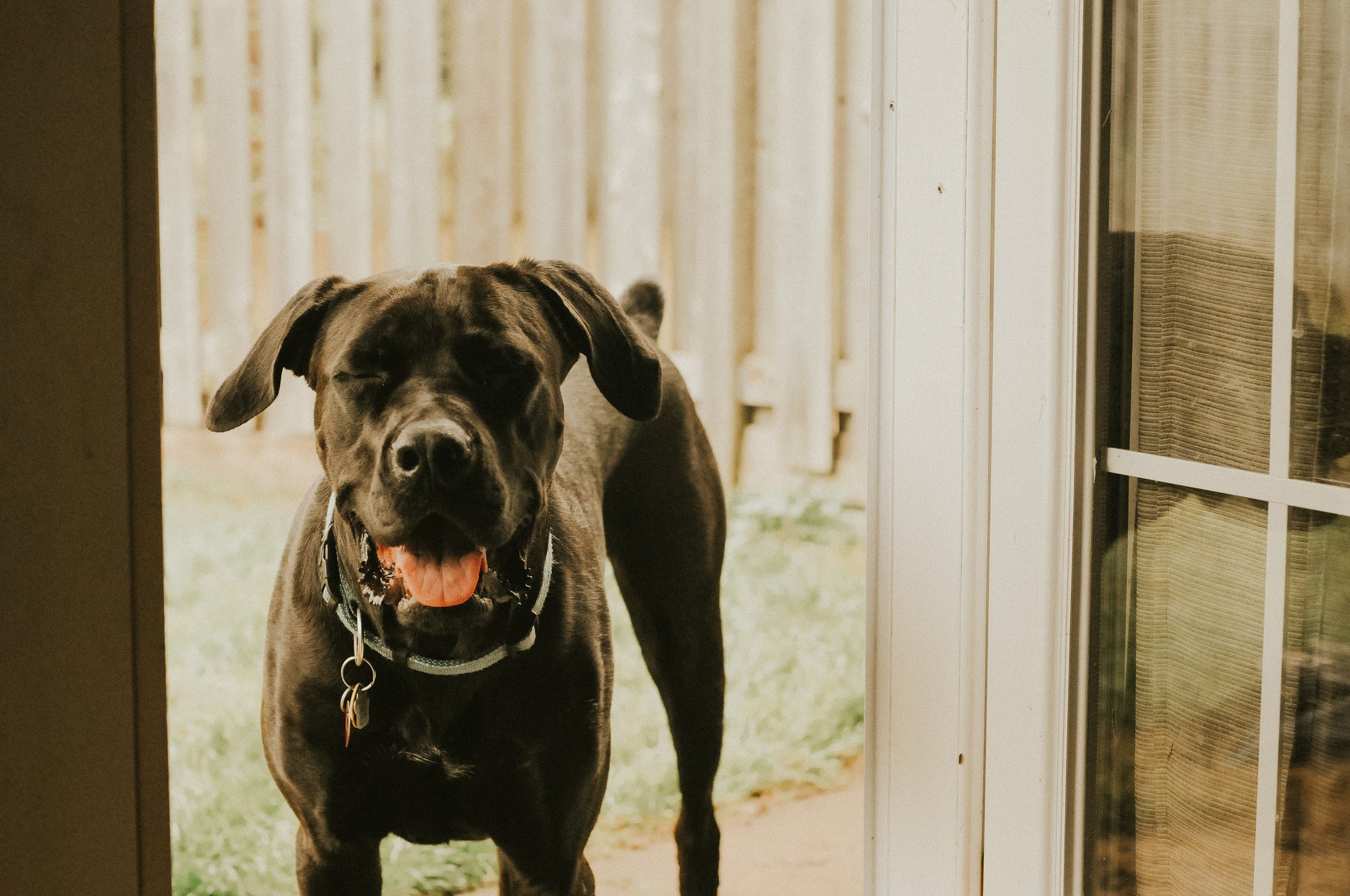 happy dog