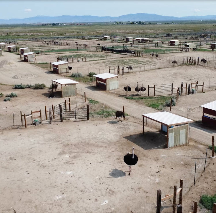 Why Ostrich? – American Ostrich Farms