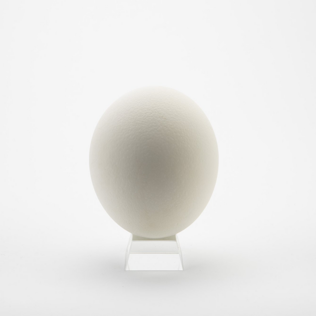 ostrich eggshell on stand