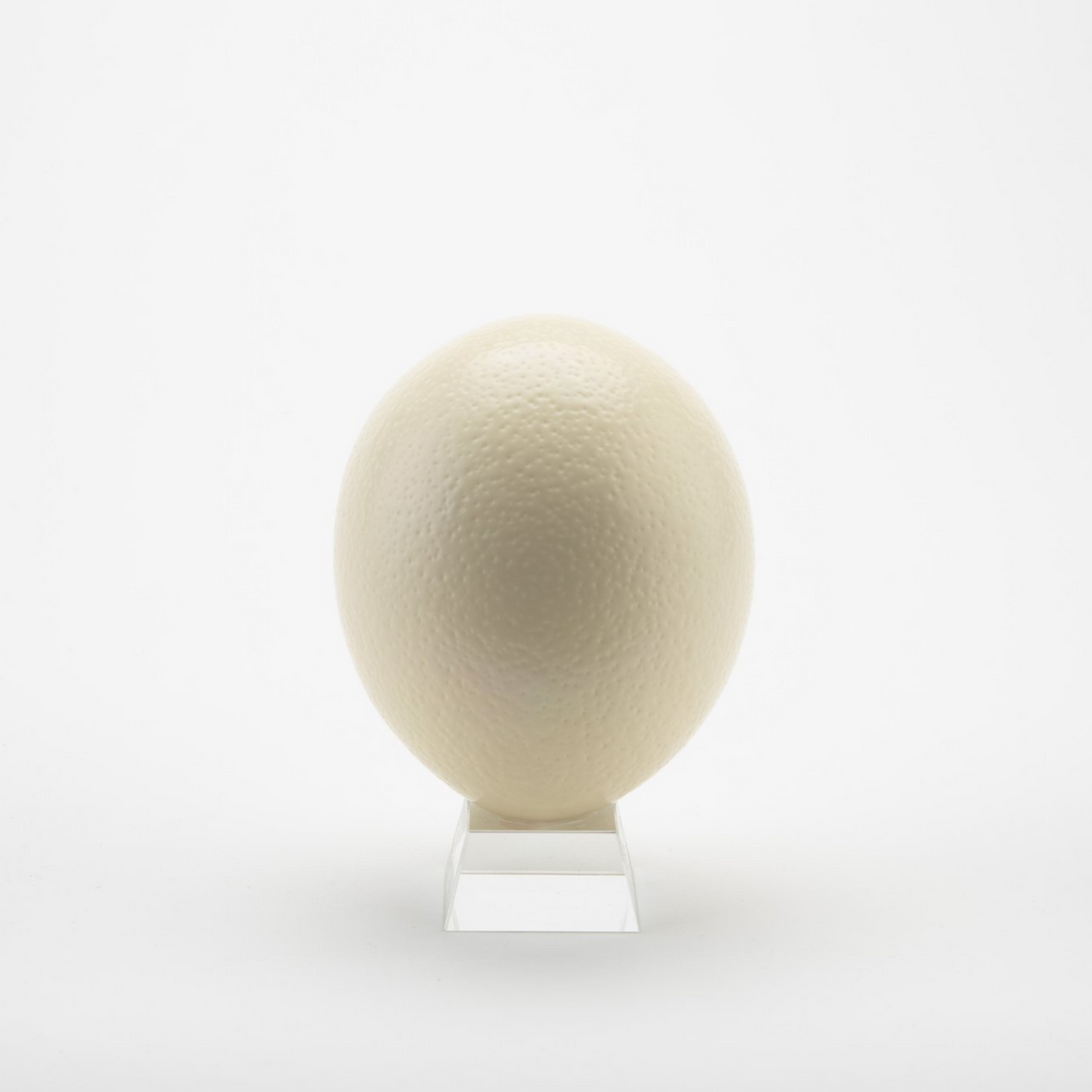 ostrich eggshell on stand