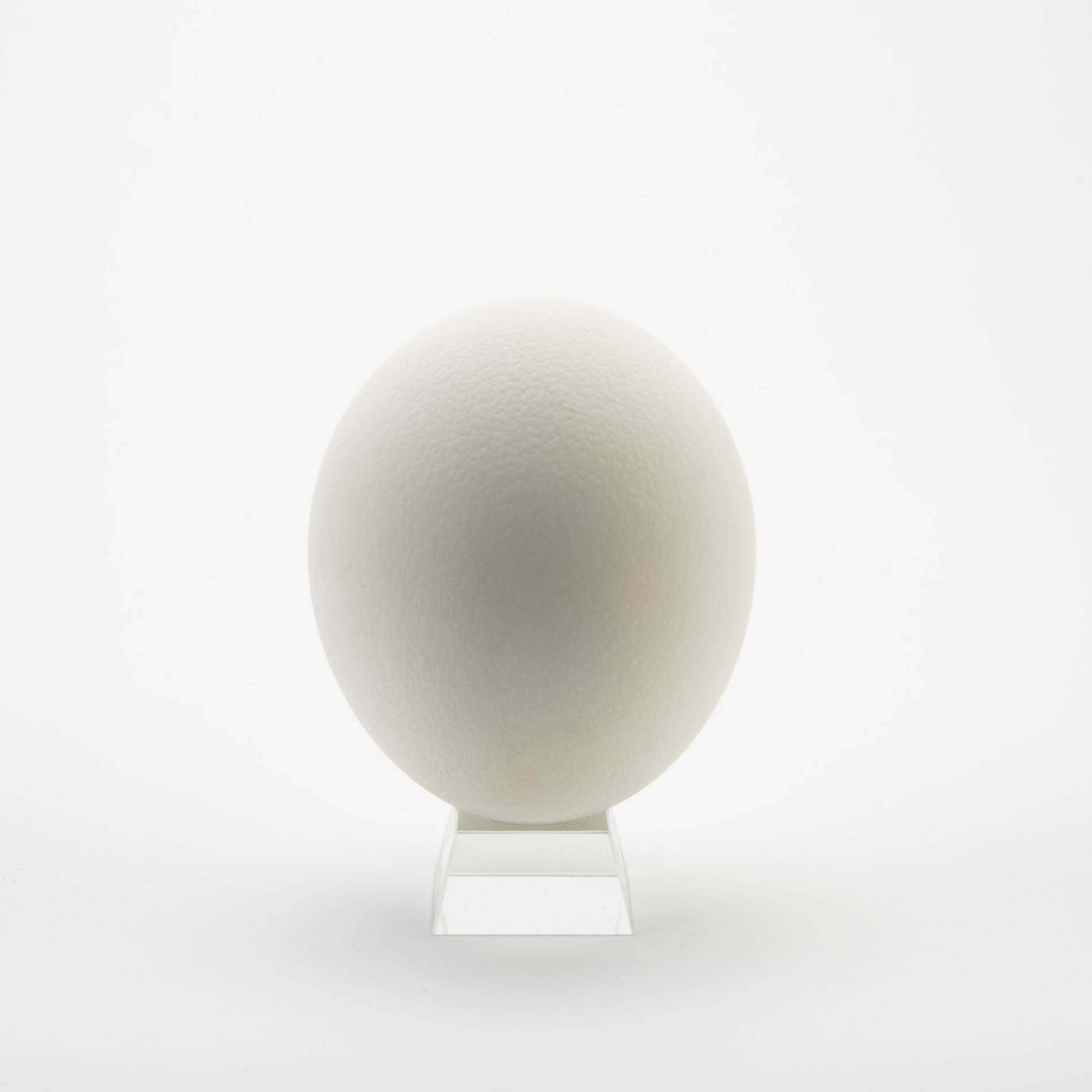 extra large ostrich eggshell on stand