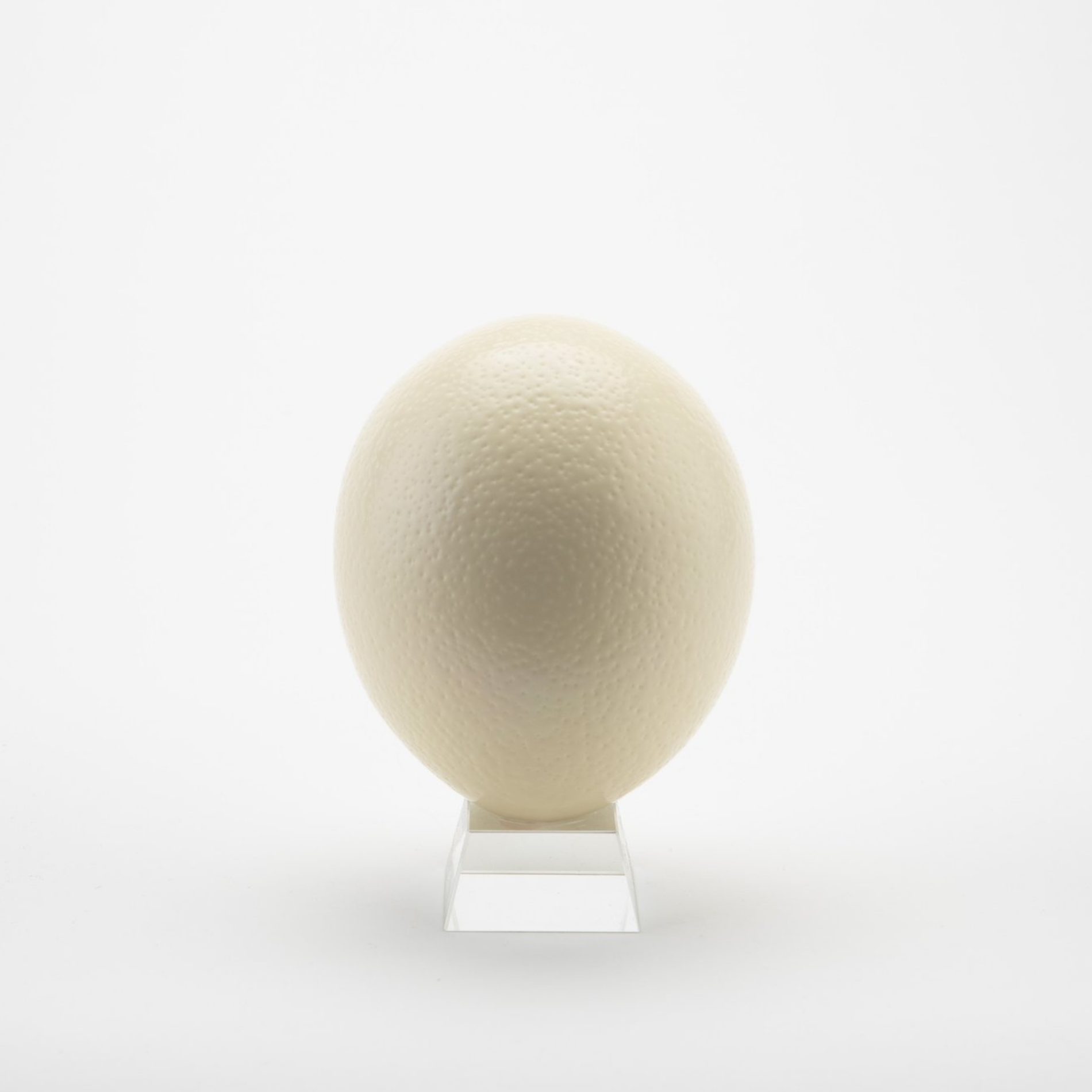 extra large ostrich eggshell on stand
