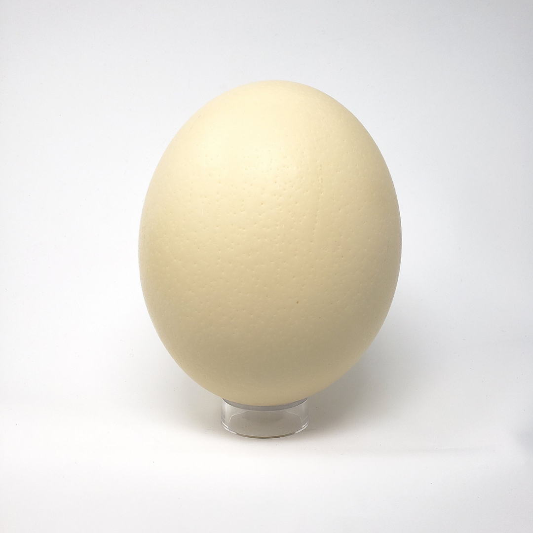 ostrich eggshell on stand