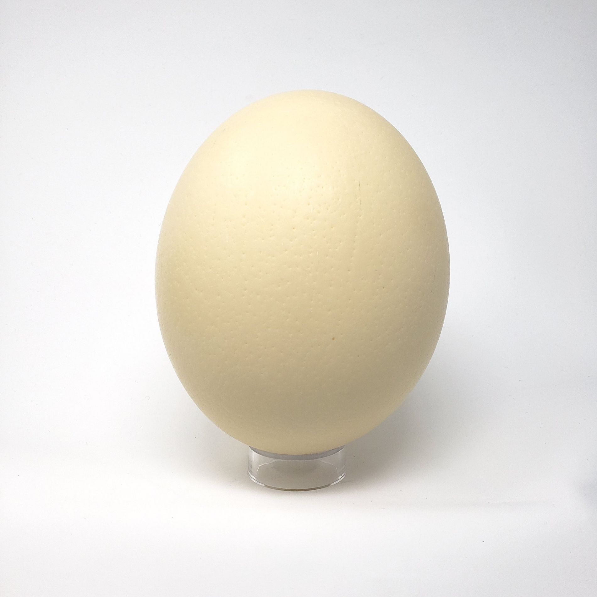 acrylic ostrich eggshell stand