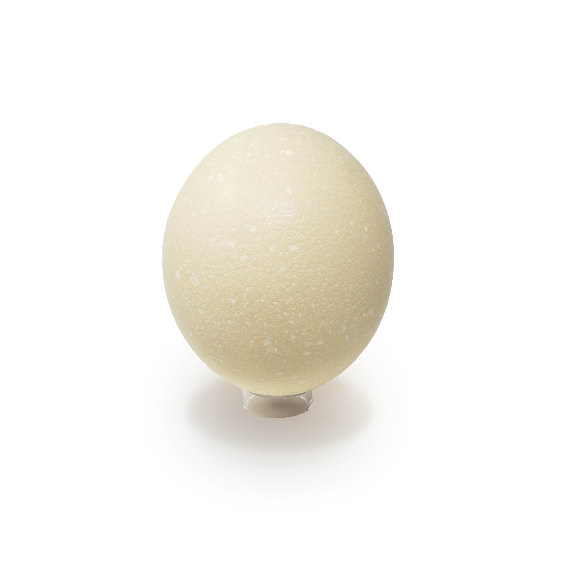 ostrich eggshell on stand