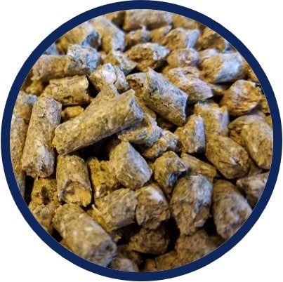 close up of Breeder ostrich feed